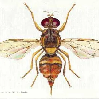 thumbnail for publication: Guava Fruit Fly, Bactrocera correcta (Bezzi) (Insecta: Diptera: Tephritidae)